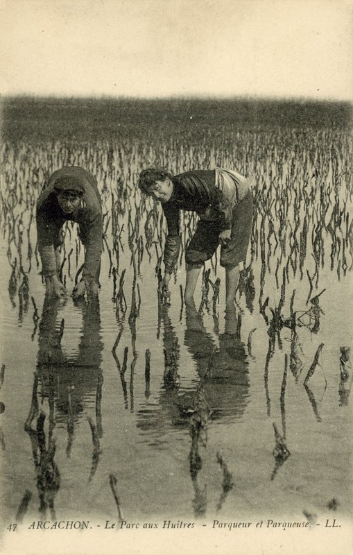 Arcachon, Der Austernpark von French Photographer