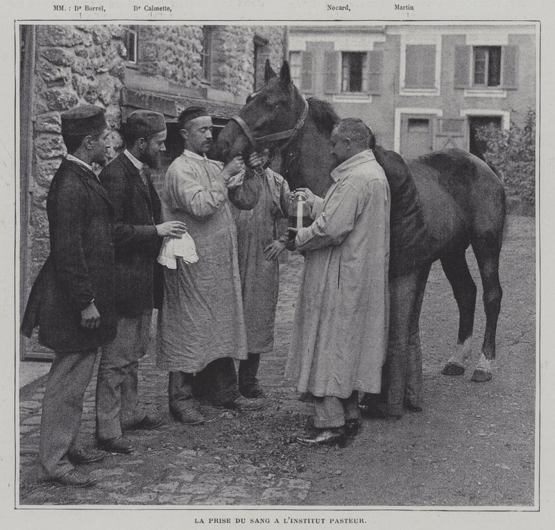 Blutentnahme von einem Pferd am Institut Pasteur, Paris von French Photographer