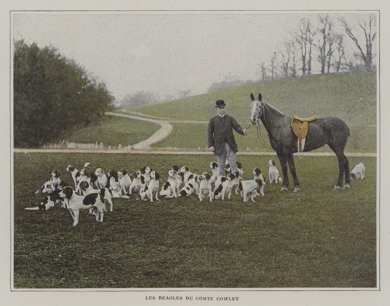 Die Beagles von Graf Cowley von French Photographer