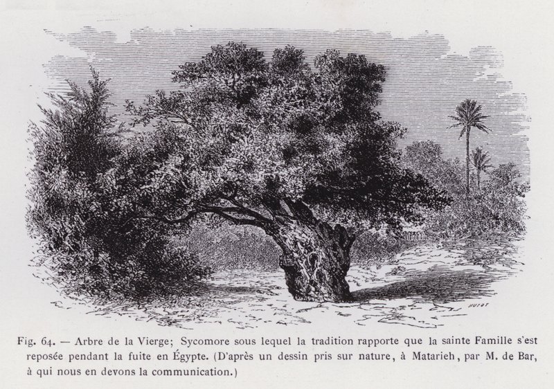 Baum der Jungfrau; Sykomore, unter dem sich die Heilige Familie während der Flucht nach Ägypten ausgeruht haben soll, nach einer Naturzeichnung von M. de Bar, dem wir die Mitteilung verdanken von French School