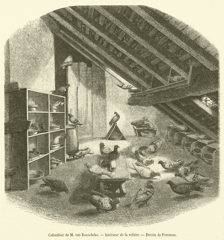 Taubenschlag von M. van Roosebeke, Innenansicht der Voliere von French School