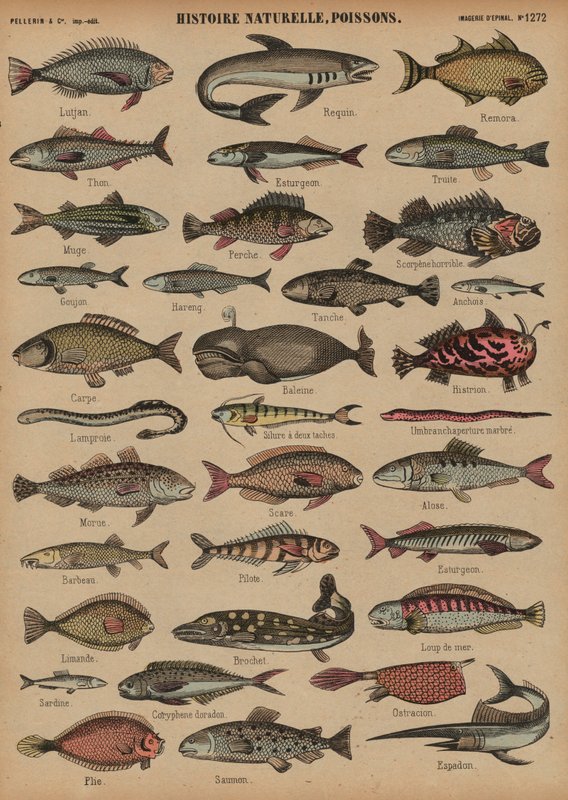 Fische von French School