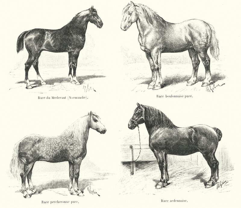 Vier französische Pferderassen: Merlerault, Boulonnaise, Percheronne, Ardennaise (Gravur) von French School