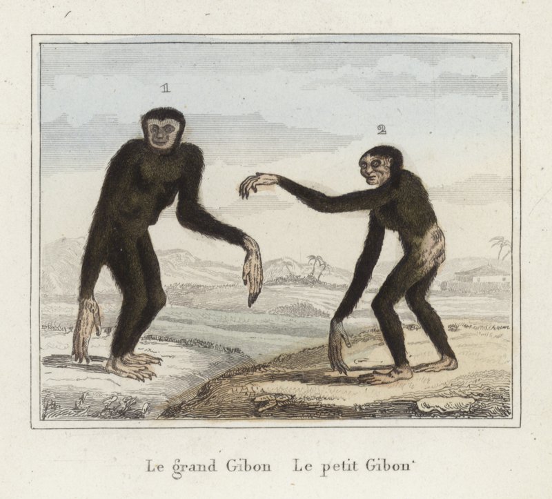 Gibbons von French School