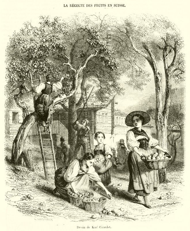Die Obsternte in der Schweiz von French School