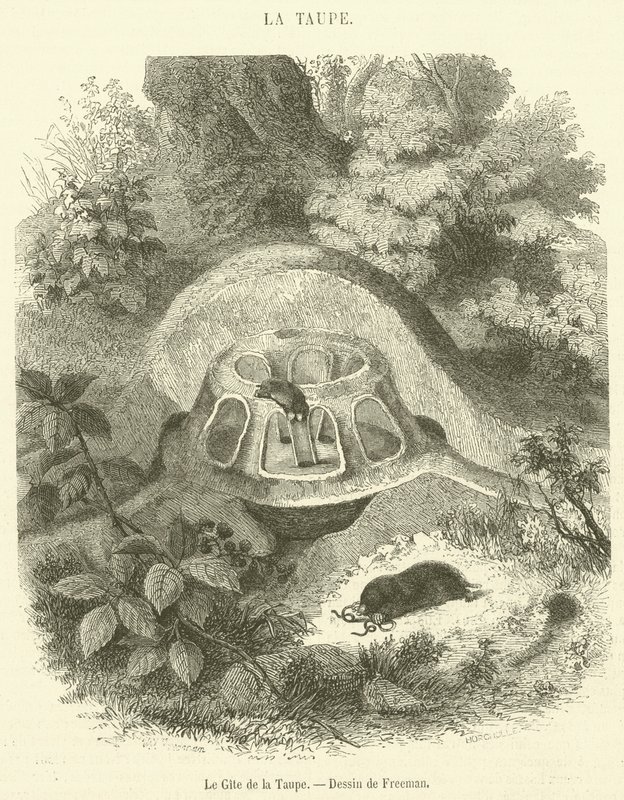 Der Maulwurfshügel von French School