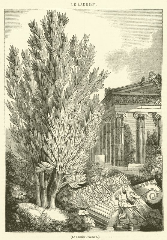 Der Gemeine Lorbeer (Gravur) von French School