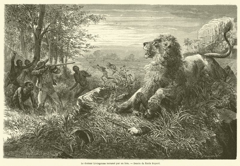 Dr. Livingstone von einem Löwen niedergestreckt von French School