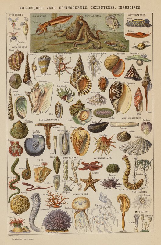 Weichtiere, Würmer, Stachelhäuter, Hohltierchen, Infusorien (Farblithografie) von French School