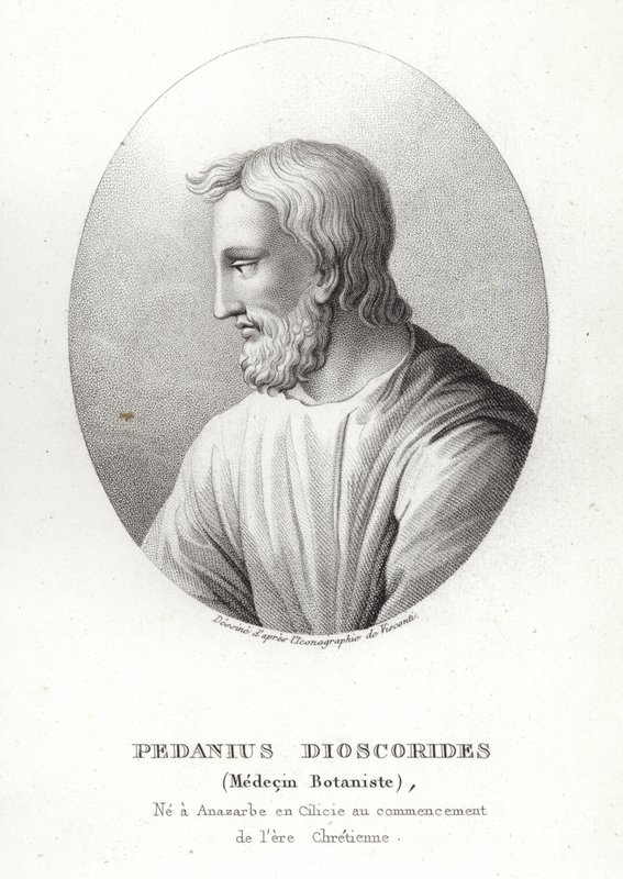 Pedanius Dioscorides von French School