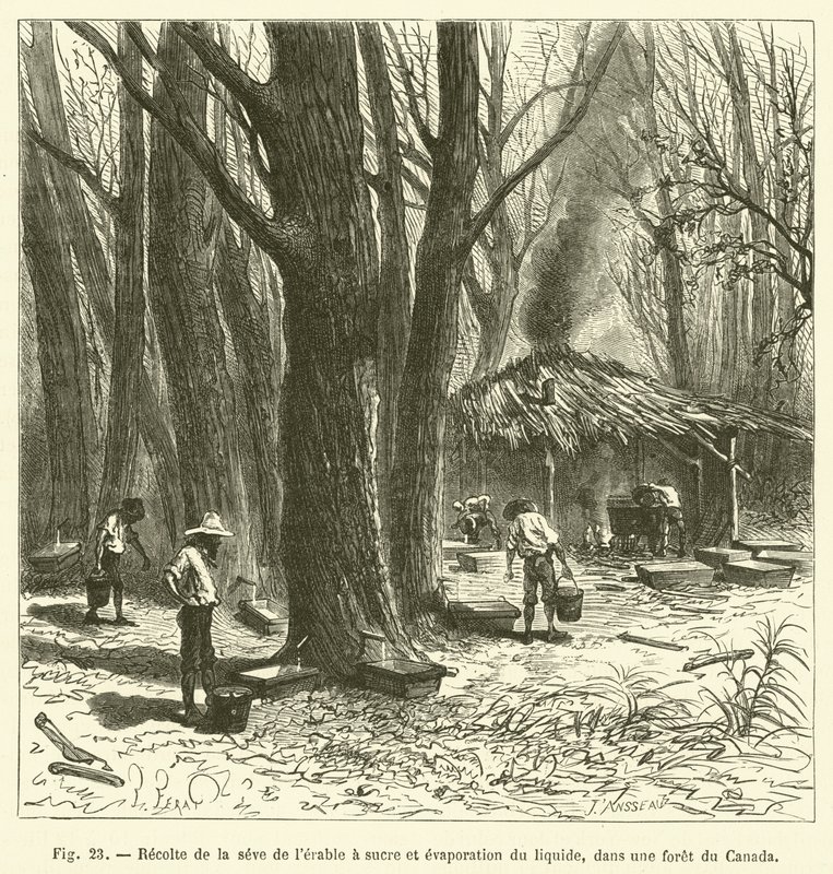 Ernte des Ahornsafts und Verdampfung der Flüssigkeit in einem Wald in Kanada von French School