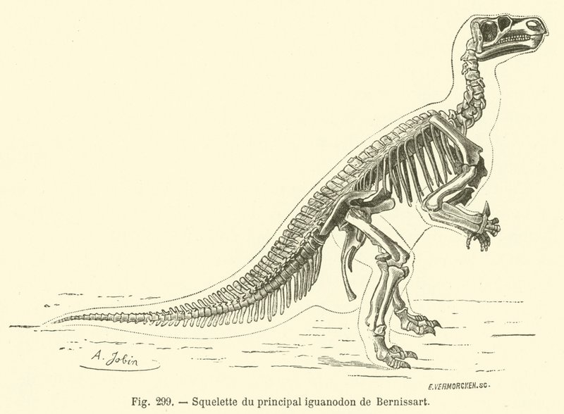 Skelett des Haupt-Iguanodon von Bernissart von French School