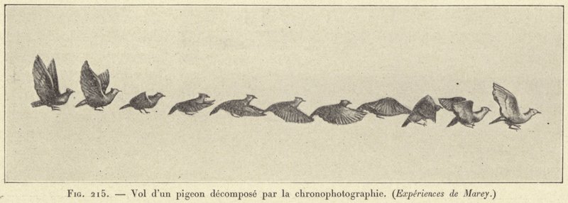Flug einer Taube, zerlegt durch die Chronofotografie von French School