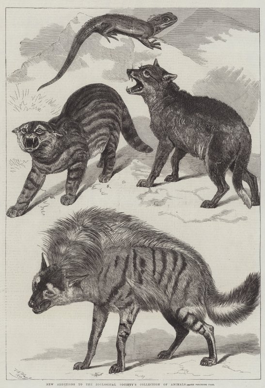 Neue Zugänge zur Sammlung der Zoologischen Gesellschaft von Friedrich Wilhelm Keyl