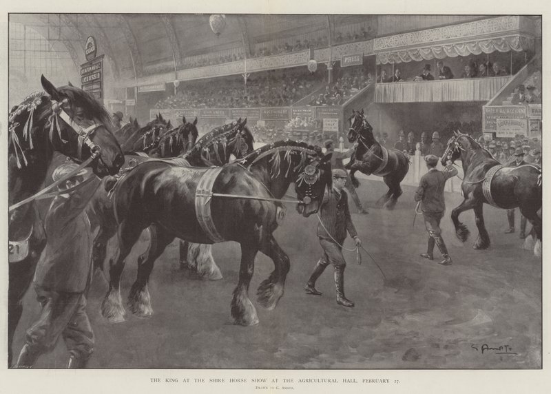 Der König auf der Shire Horse Show in der Agricultural Hall, 27. Februar von G.S. Amato