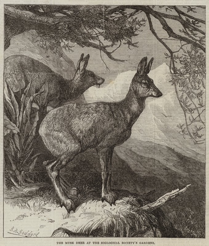 Das Moschustier im Zoologischen Garten von George Bouverie Goddard