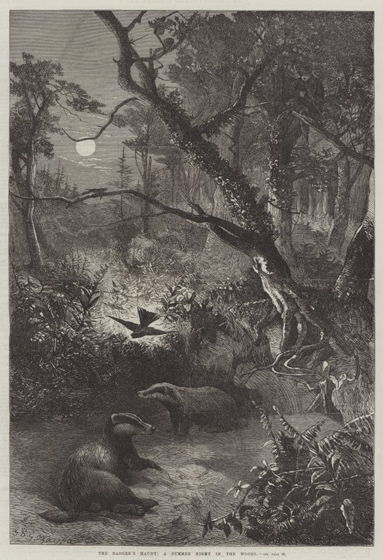 Das Versteck des Dachses, eine Sommernacht im Wald von George Bouverie Goddard
