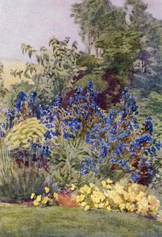 Anchusa Italica Dropmore Sorte, die Dropmore Alkanet, mit Clematis recta und Veilchen von George Soper