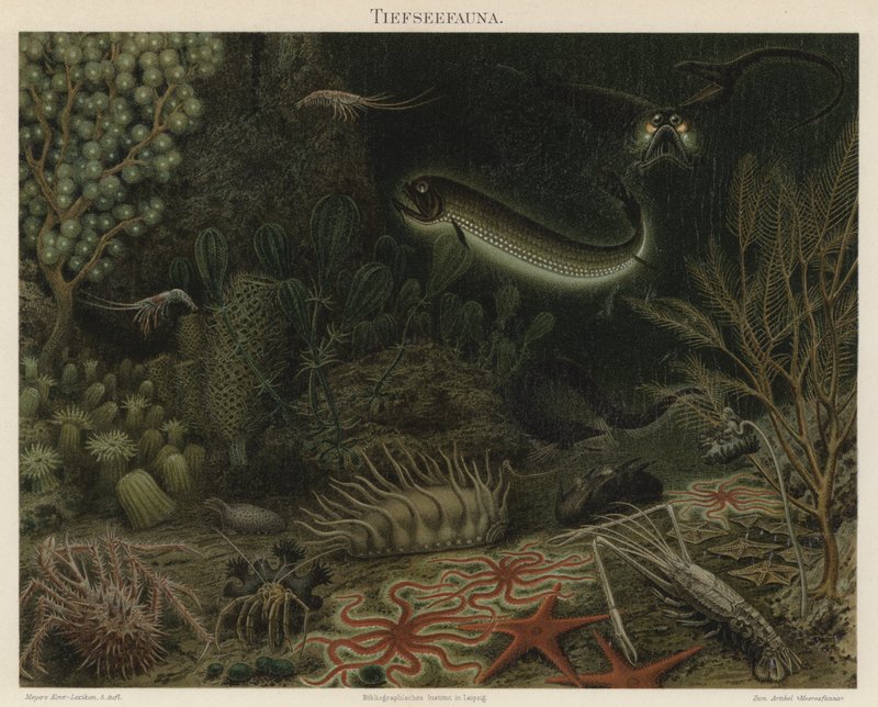 Tiefseefauna von German School