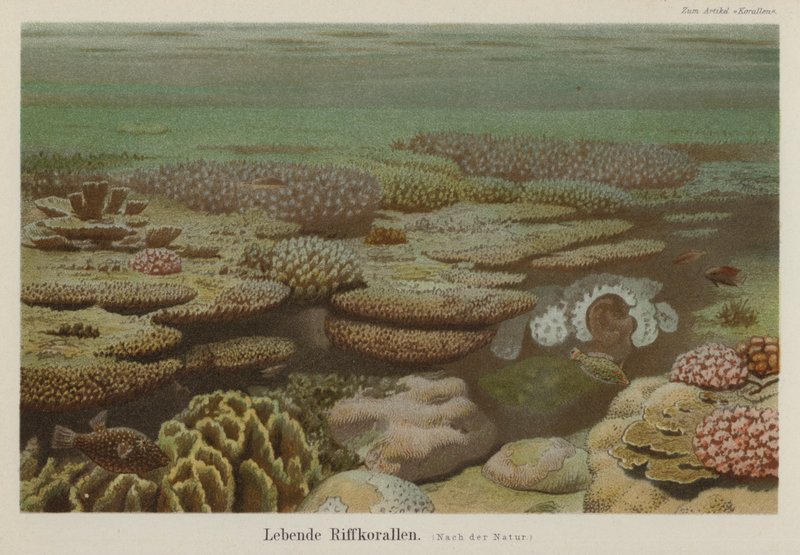 Lebende Riffkorallen von German School