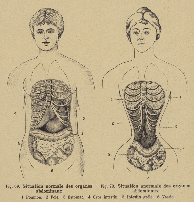 Normale Lage der inneren Organe des Bauches bei Männern und Frauen von German School