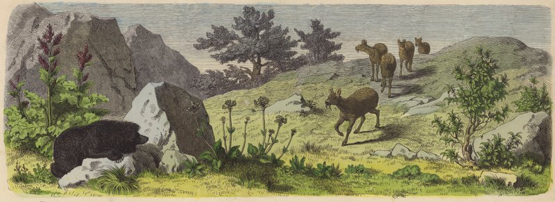 Pflanzen und Tiere der Berge Asiens von German School