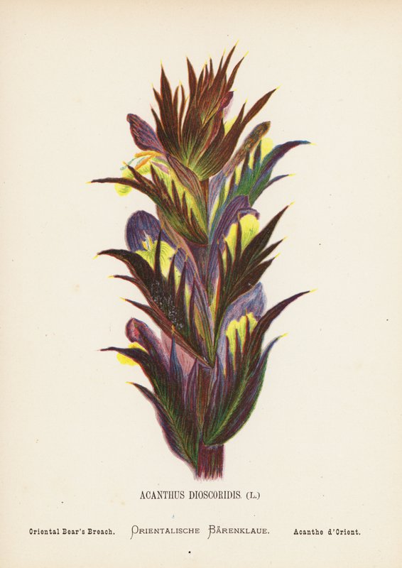 Wildblumen des Heiligen Landes: Acanthus Dioscoridis; Orientalischer Bärenklau von Hannah Zeller