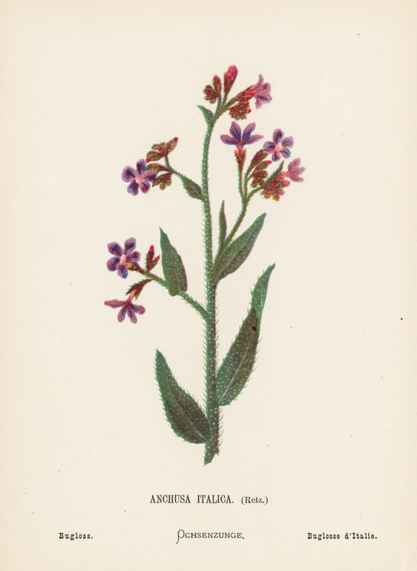 Wildblumen des Heiligen Landes: Anchusa Italica, Retz; Ochsenzunge von Hannah Zeller