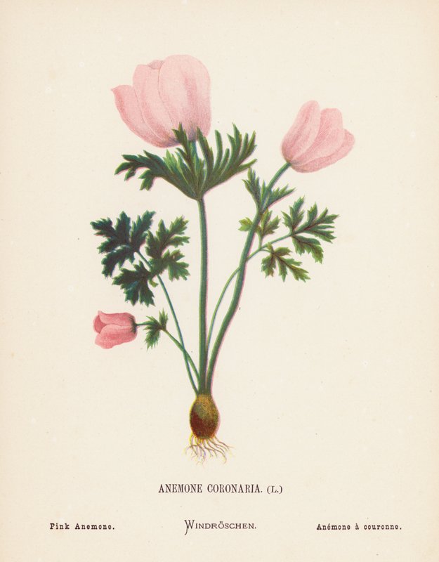 Wildblumen des Heiligen Landes: Anemone Coronaria; Rosa Anemone (farbige Gravur) von Hannah Zeller