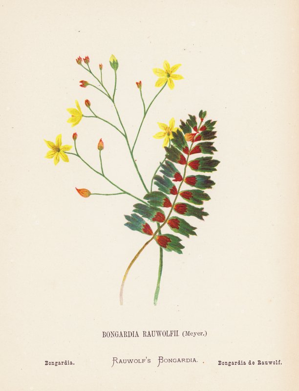 Wildblumen des Heiligen Landes: Bongardia Rauwolfii, Meyer; Bongardia von Hannah Zeller