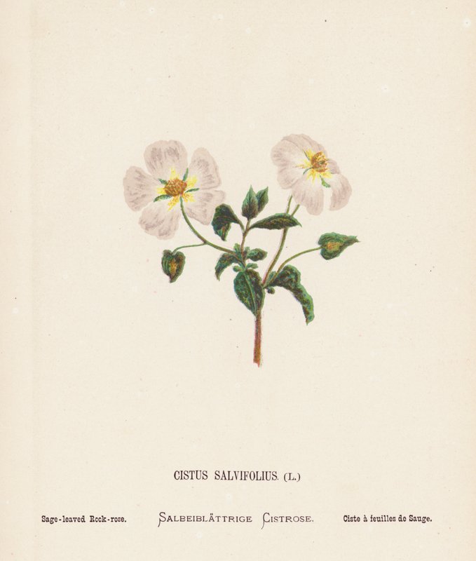 Wildblumen des Heiligen Landes: Cistus Salvifolius; Salbeiblättrige Zistrose (farbige Gravur) von Hannah Zeller