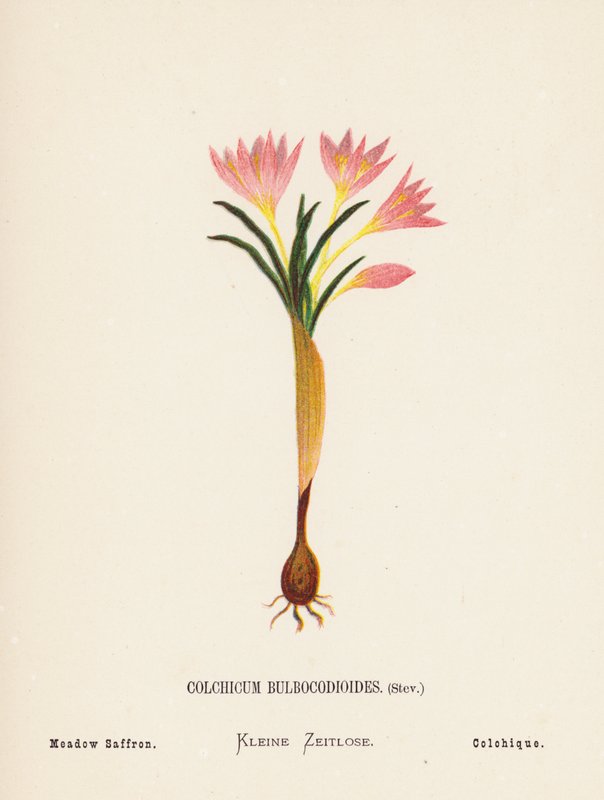 Wildblumen des Heiligen Landes: Colchicum Bulbocodioides, Stev; Wiesen-Safran von Hannah Zeller