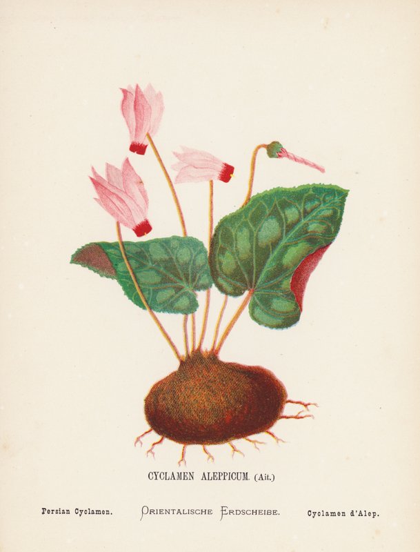 Wildblumen des Heiligen Landes: Cyclamen Aleppicum, Ait; Persisches Alpenveilchen von Hannah Zeller