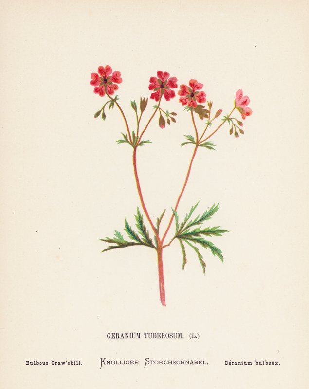 Wildblumen des Heiligen Landes: Geranium Tuberosum; Knolliger Storchschnabel (farbige Gravur) von Hannah Zeller