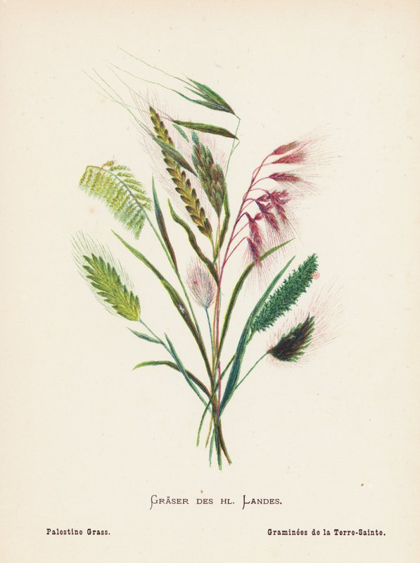 Wildblumen des Heiligen Landes: Gräser des Heiligen Landes; Palästina-Gras von Hannah Zeller