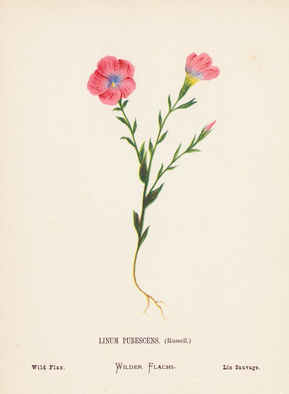 Wildblumen des Heiligen Landes: Linum Pubescens, Russell; Wilder Flachs von Hannah Zeller