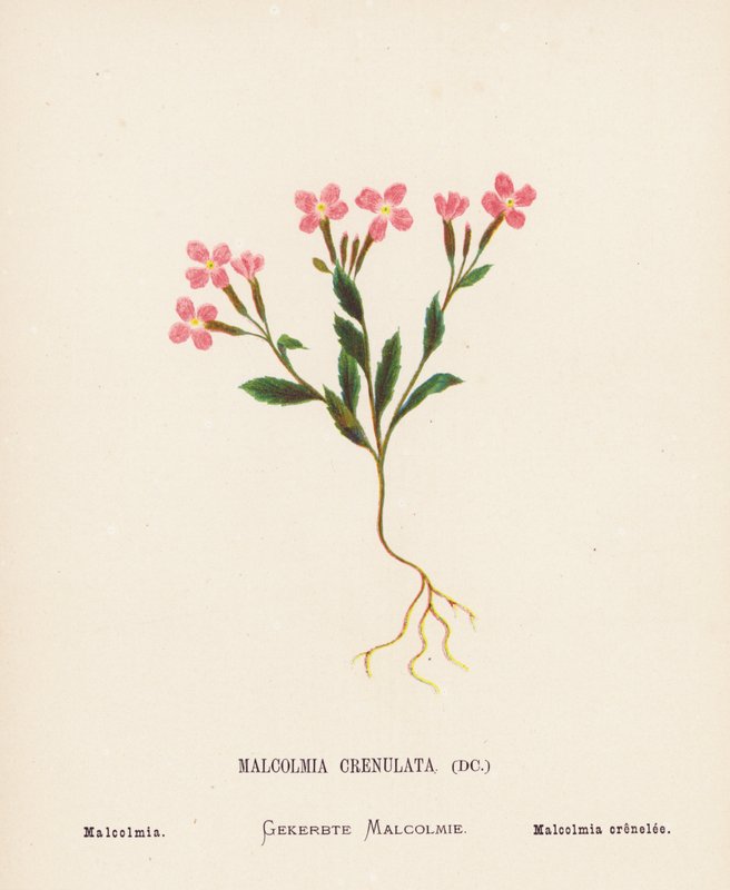 Wildblumen des Heiligen Landes: Malcolmia Crenulata; Malcolmia von Hannah Zeller