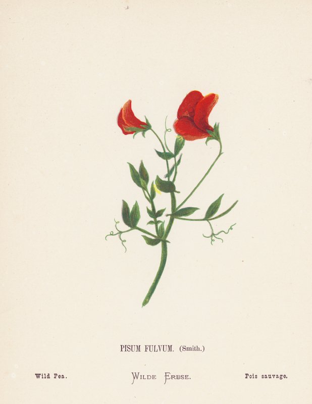 Wildblumen des Heiligen Landes: Pisum Fulvum, Smith; Wilde Erbse von Hannah Zeller