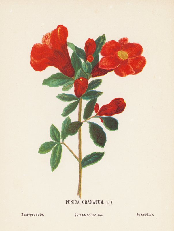 Wildblumen des Heiligen Landes: Punica Granatum; Granatapfel von Hannah Zeller