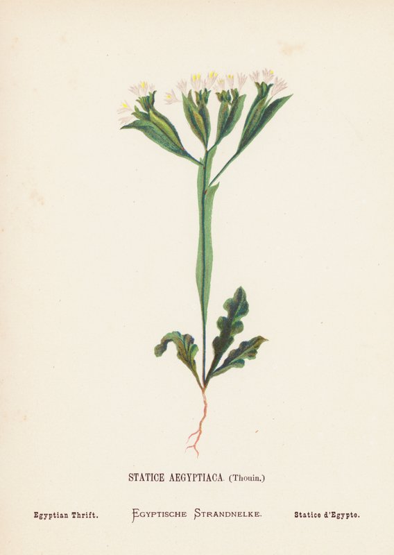 Wildblumen des Heiligen Landes: Statice Aegyptiaca, Thouin; Ägyptische Strandflieder von Hannah Zeller