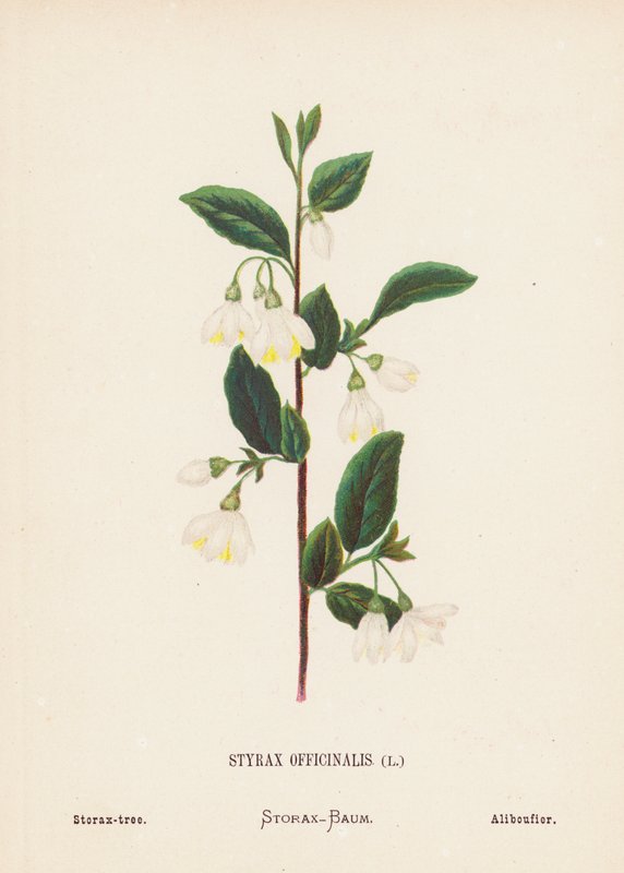 Wildblumen des Heiligen Landes: Styrax Officinalis; Storaxbaum von Hannah Zeller
