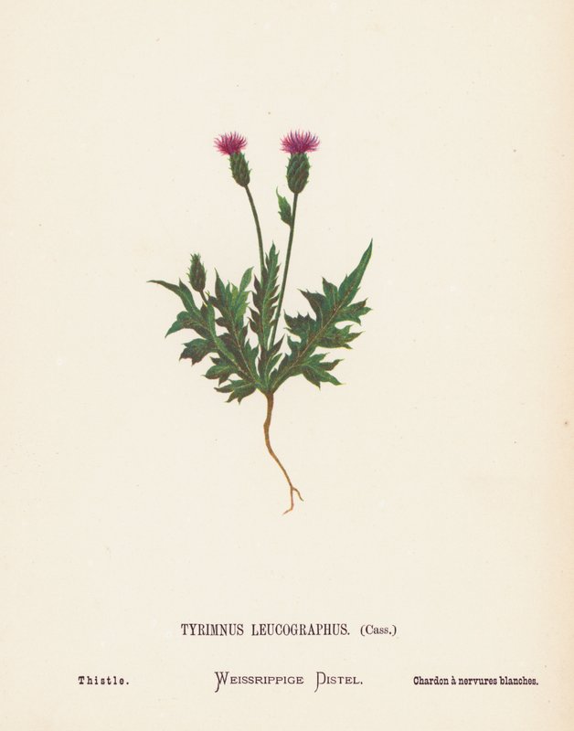 Wildblumen des Heiligen Landes: Tyrimnus Leucographus, Cass; Distel von Hannah Zeller