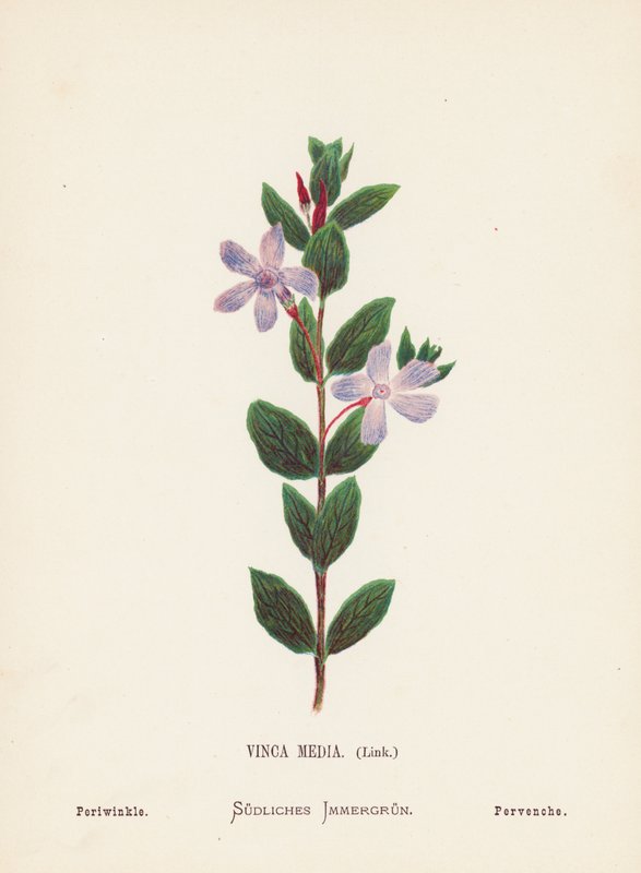 Wildblumen des Heiligen Landes: Vinca Media, Immergrün von Hannah Zeller