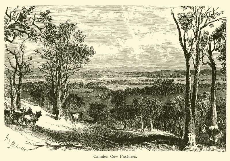Camden Kuhweiden von Harden Sidney Melville