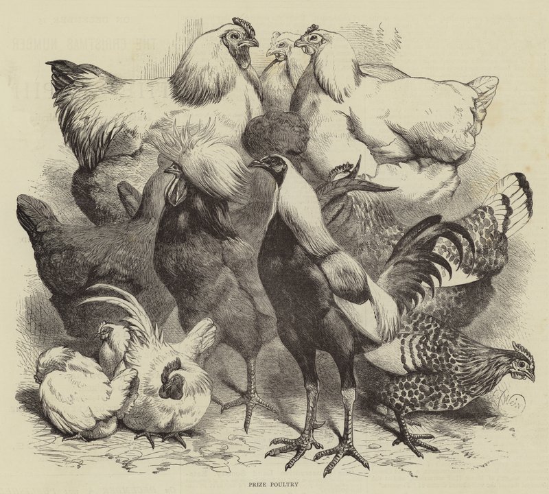 Birmingham Show, Preisgeflügel von Harrison William Weir