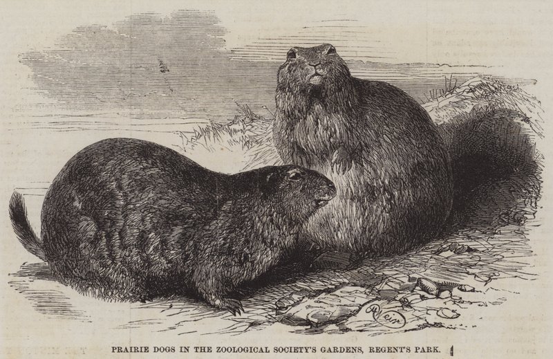 Präriehunde in den Gärten der Zoologischen Gesellschaft, Regent
