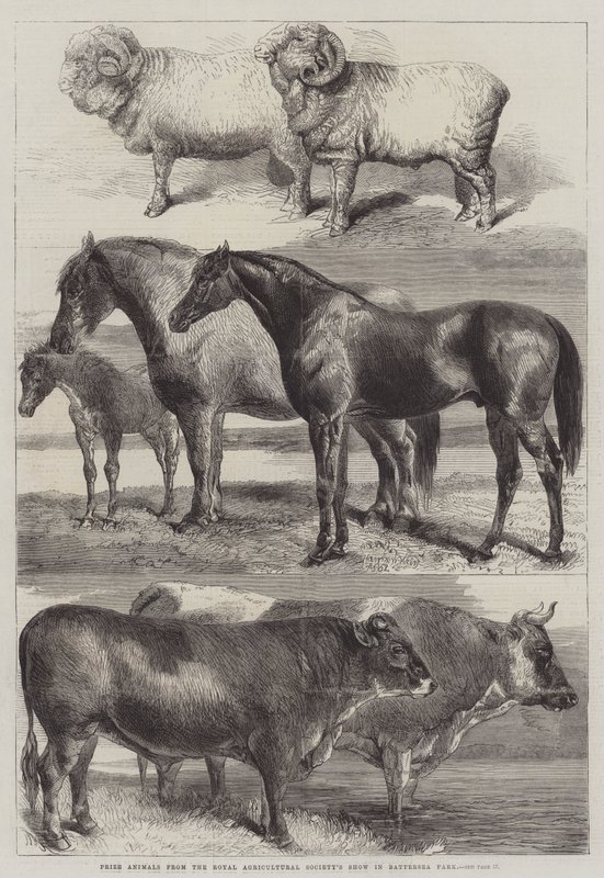 Preisgekrönte Tiere von der Ausstellung der Royal Agricultural Society im Battersea Park von Harrison William Weir