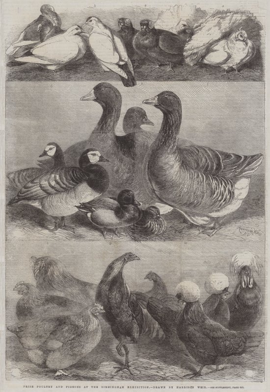 Preisgeflügel und Tauben auf der Birmingham-Ausstellung von Harrison William Weir