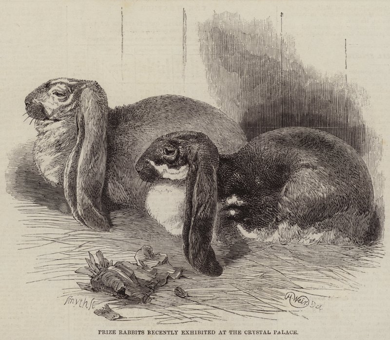 Preisgekrönte Kaninchen, kürzlich im Crystal Palace ausgestellt von Harrison William Weir