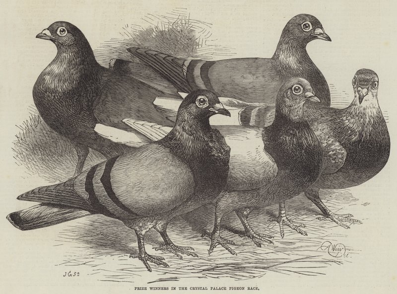 Preisträger im Crystal Palace Taubenrennen von Harrison William Weir